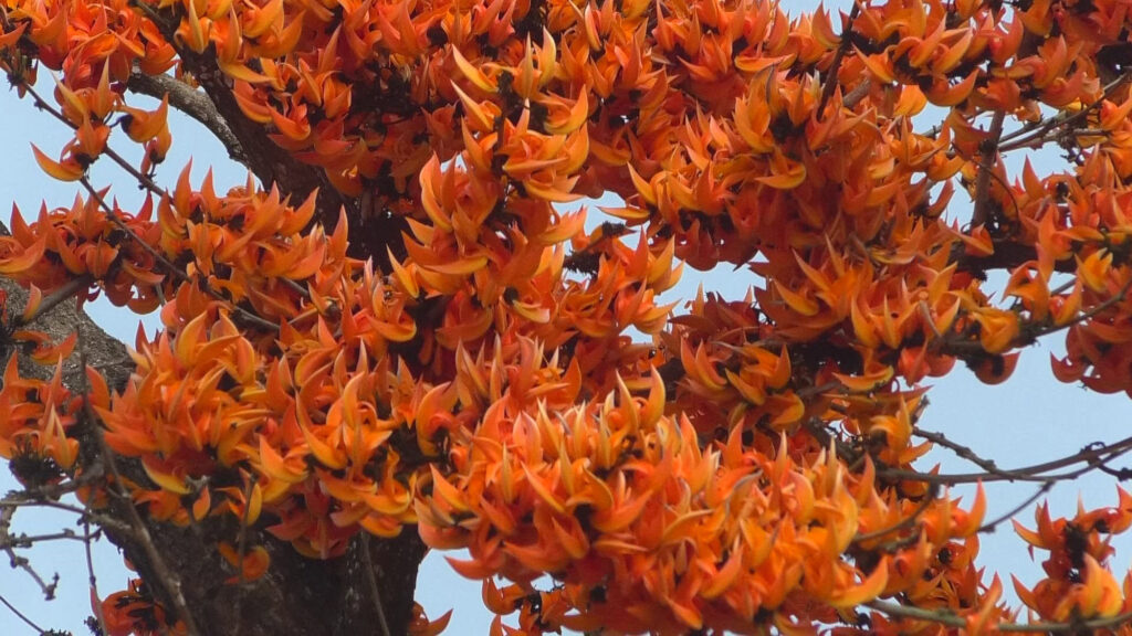 বসন্ত ও ভালবাসার রঙে রঙিন প্রকৃতি