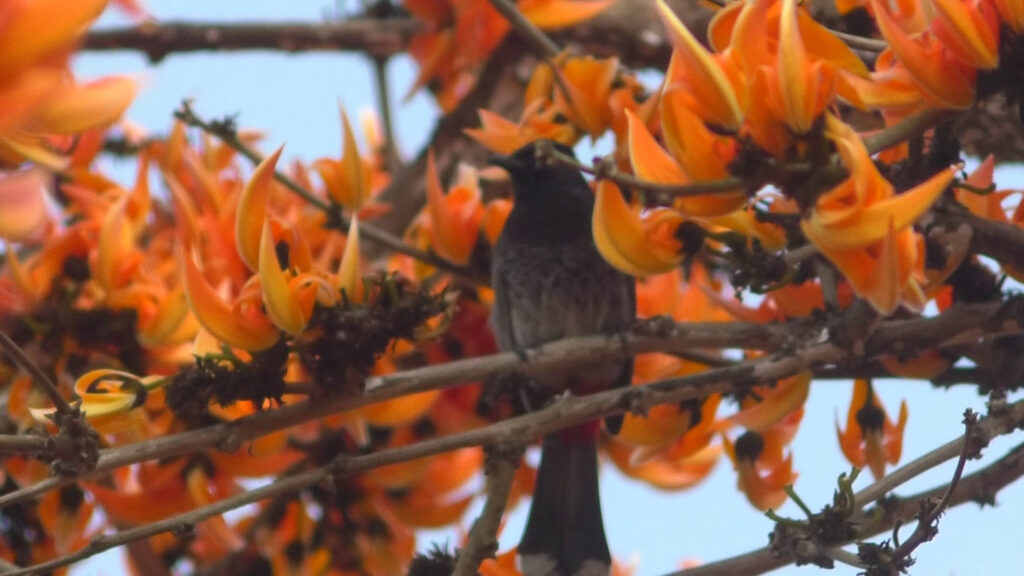 বসন্ত ও ভালবাসার রঙে রঙিন প্রকৃতি